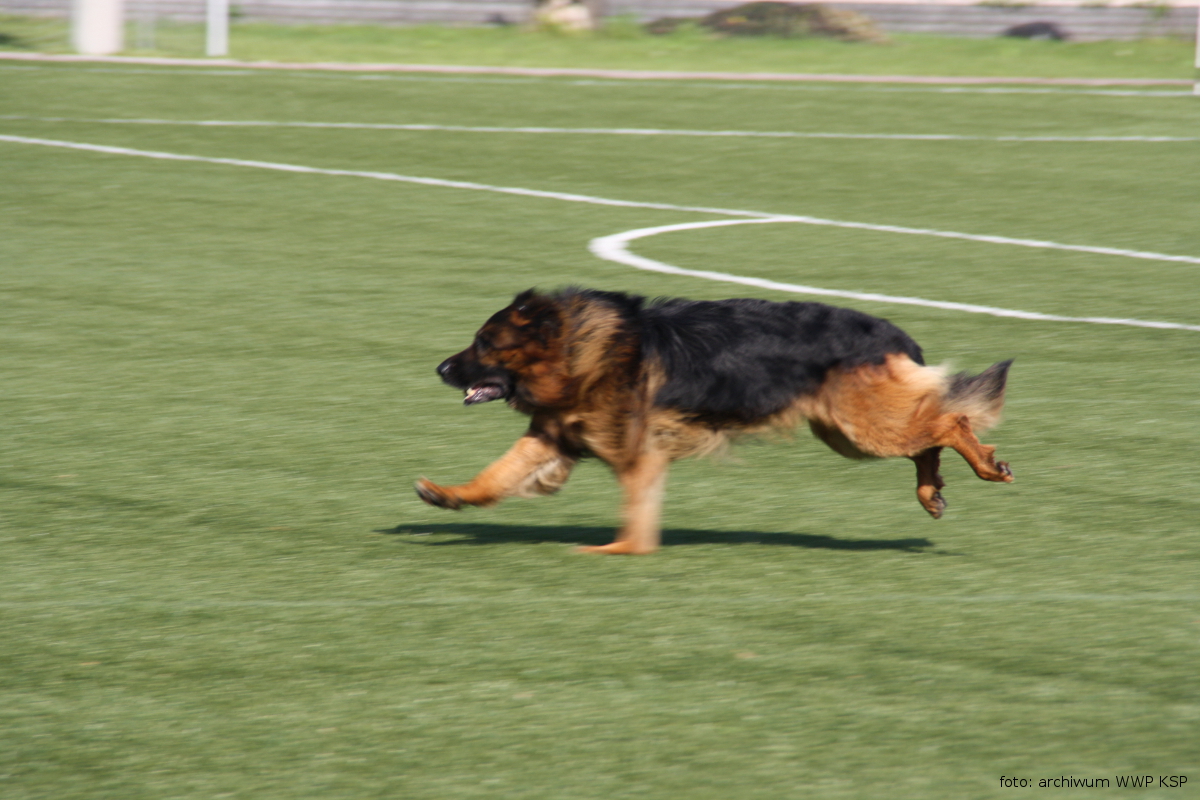 Zdjęcie przedstawia policyjnego piesa służbowego biegnącego podczas ćwiczeń