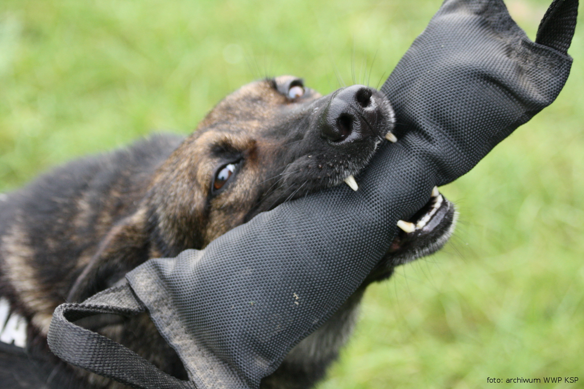Policyjny pies służbowy gryzie ćwiczebny rękaw