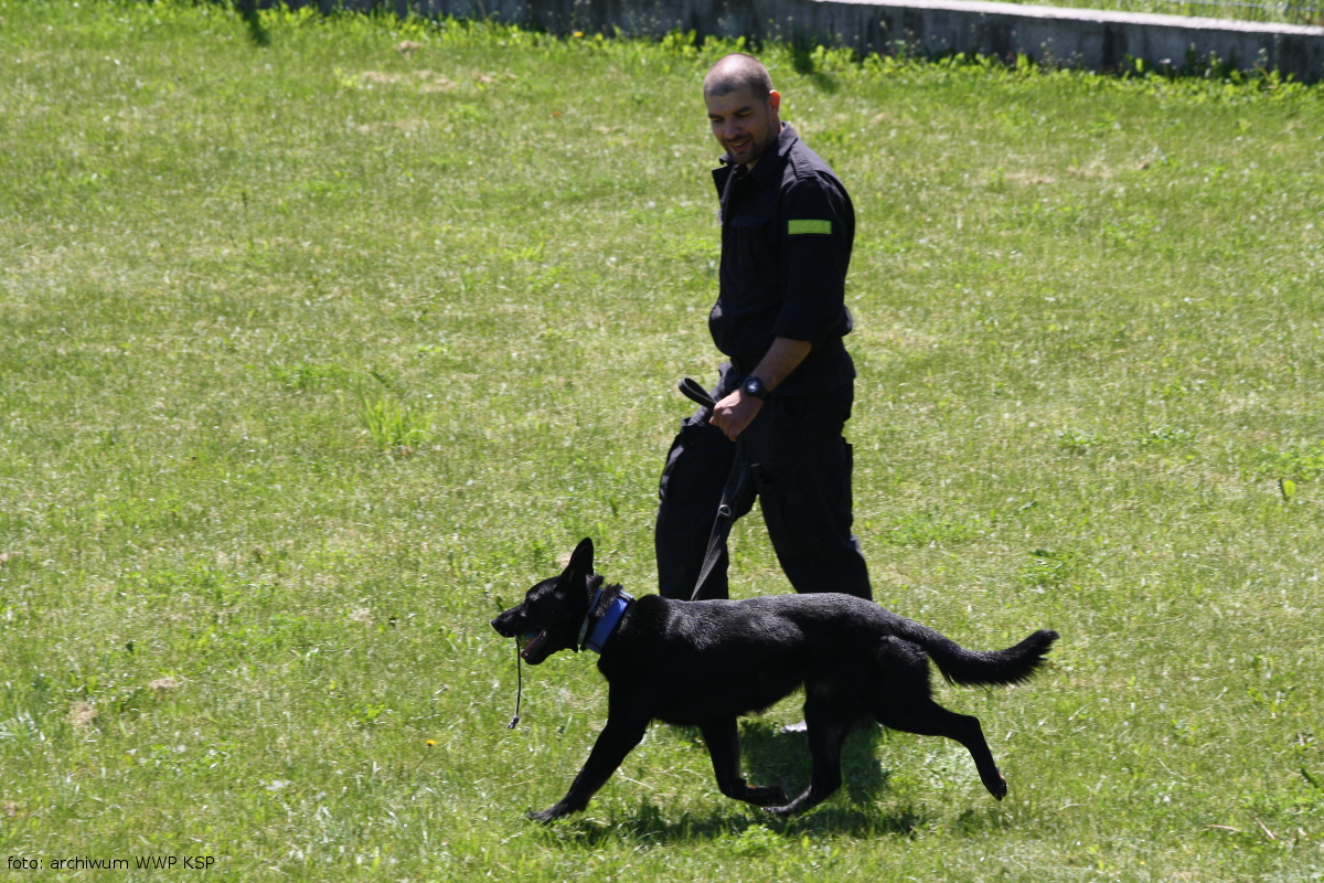 Policyjny pies służbowy z przewodnikiem w trakcie rozgrzewki na łące