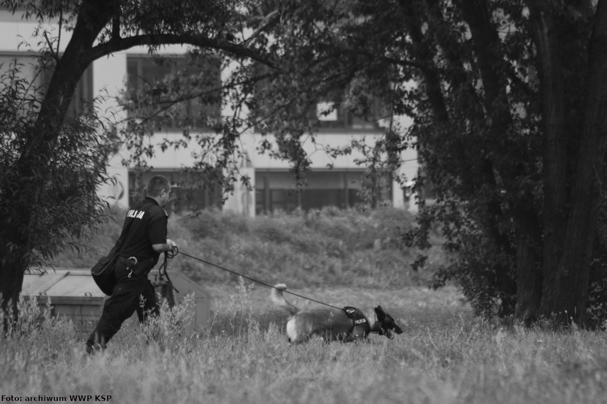  Zdjęcie  czarno-białe wykonano w parku. Na pierwszym palnie widać policjanta w umundurowaniu ćwiczebnym, a przed nim psa prowadzonego na smyczy. Na kolejnym planie widać budynek mieszkalny.