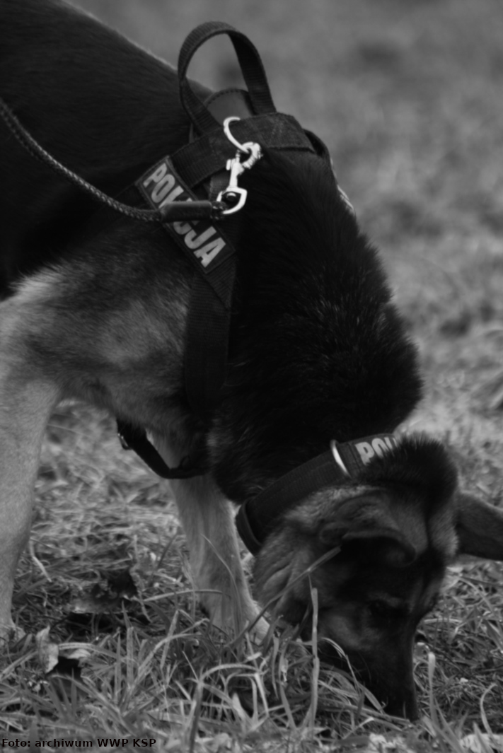 Zdjęcie czarno-białe przedstawia psa z obrożą z napisem „POLICJA”, który wącha trawę w poszukiwaniu śladu.