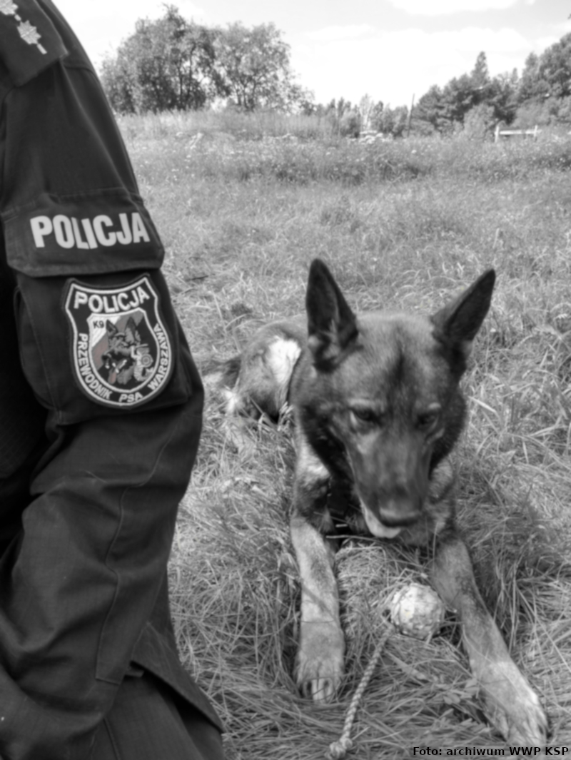 Zdjęcie czarno-białe wykonano na łące. Widać lewe ramię policjanta umundurowanego, a na nim naszywki: z napisem „POLICJA” i logiem warszawskich przewodników psów. Obok leży policyjny pies, który patrzy na piłkę znajdującą się przed nim.