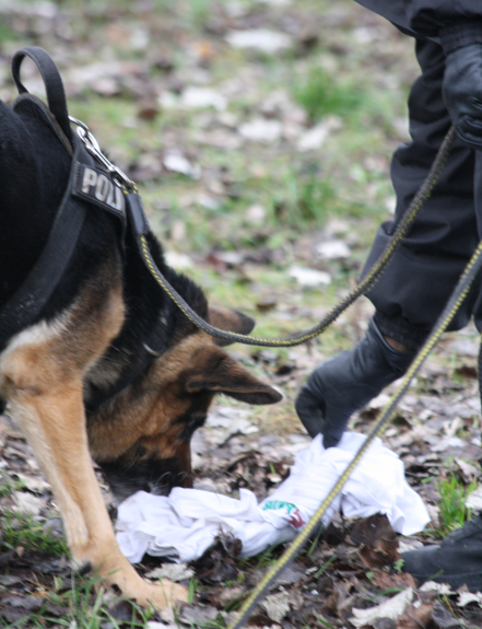 Na zdjęciu widać na nim psa służbowego w obroży z napisem „POLICJA”, który obwąchuje leżącą na trawie wśród liści tkaninę. Materiał trzymany jest także dwoma palcami przez policyjnego przewodnika. Widać również fragment smyczy.